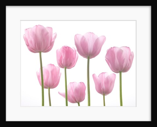 Tulips by Assaf Frank